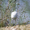 Great White Egret; Garceta Grande