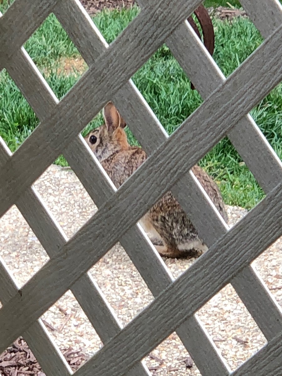 Eastern Cottontail