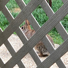 Eastern Cottontail