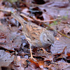 Dunnock