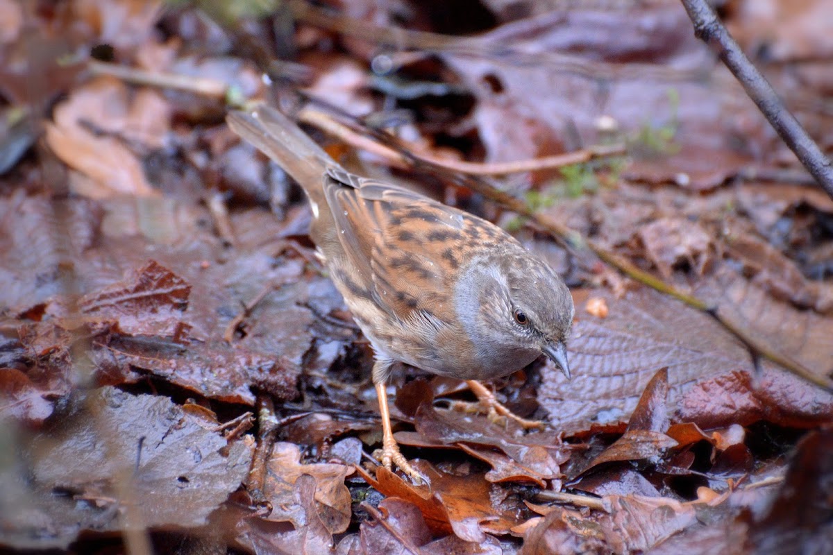 Dunnock