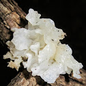 White Jelly Mushroom