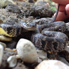 Blotched Water Snake