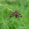 Amata Wasp Moth