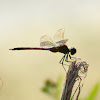 Four-spotted Pennant Dragonfly