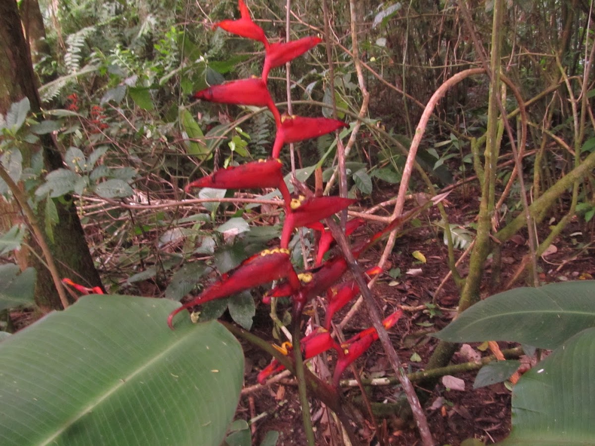 Heliconia