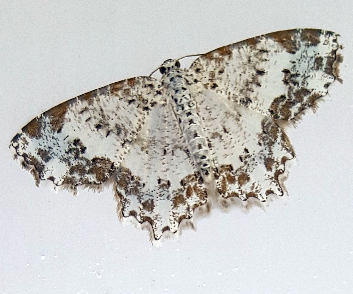 Wavy Wing Geometer