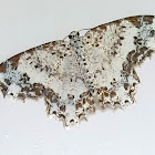 Wavy Wing Geometer