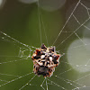 Asian Spinybacked Orbweaver