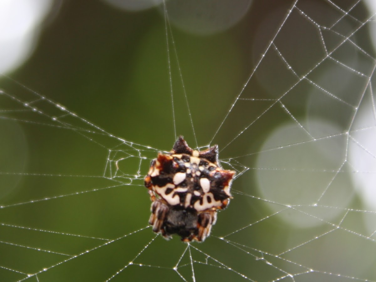 Asian Spinybacked Orbweaver