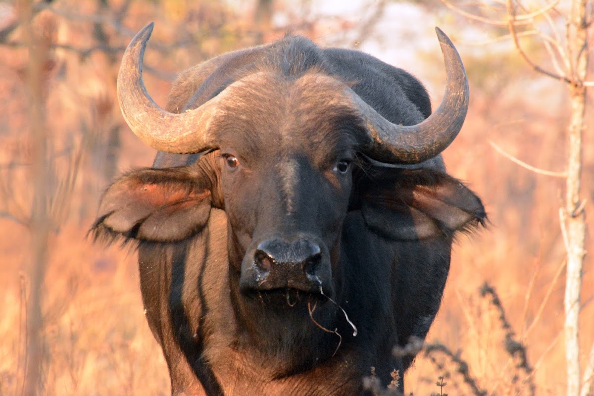 Cape buffalo