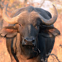 Cape buffalo