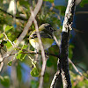 Blue-headed Vireo