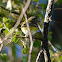 Blue-headed Vireo