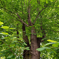 L’albero della vita. di 