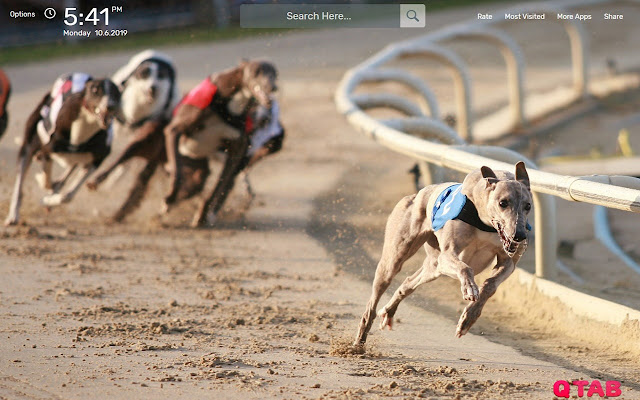 Greyhound Wallpapers HD Theme