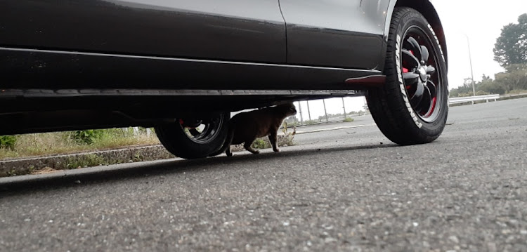 アルトの猫・ねこ・ネコ・ねこちゃん・ねこちゃんと愛車に関するカスタム事例の投稿画像1枚目