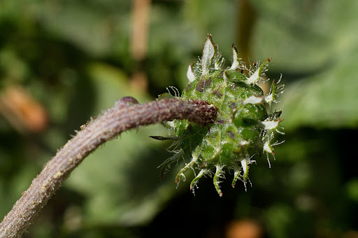 Arctotheca calendula