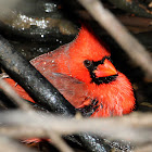 Northern Cardinal (Male Bathing)