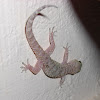 Mediterranean House Gecko