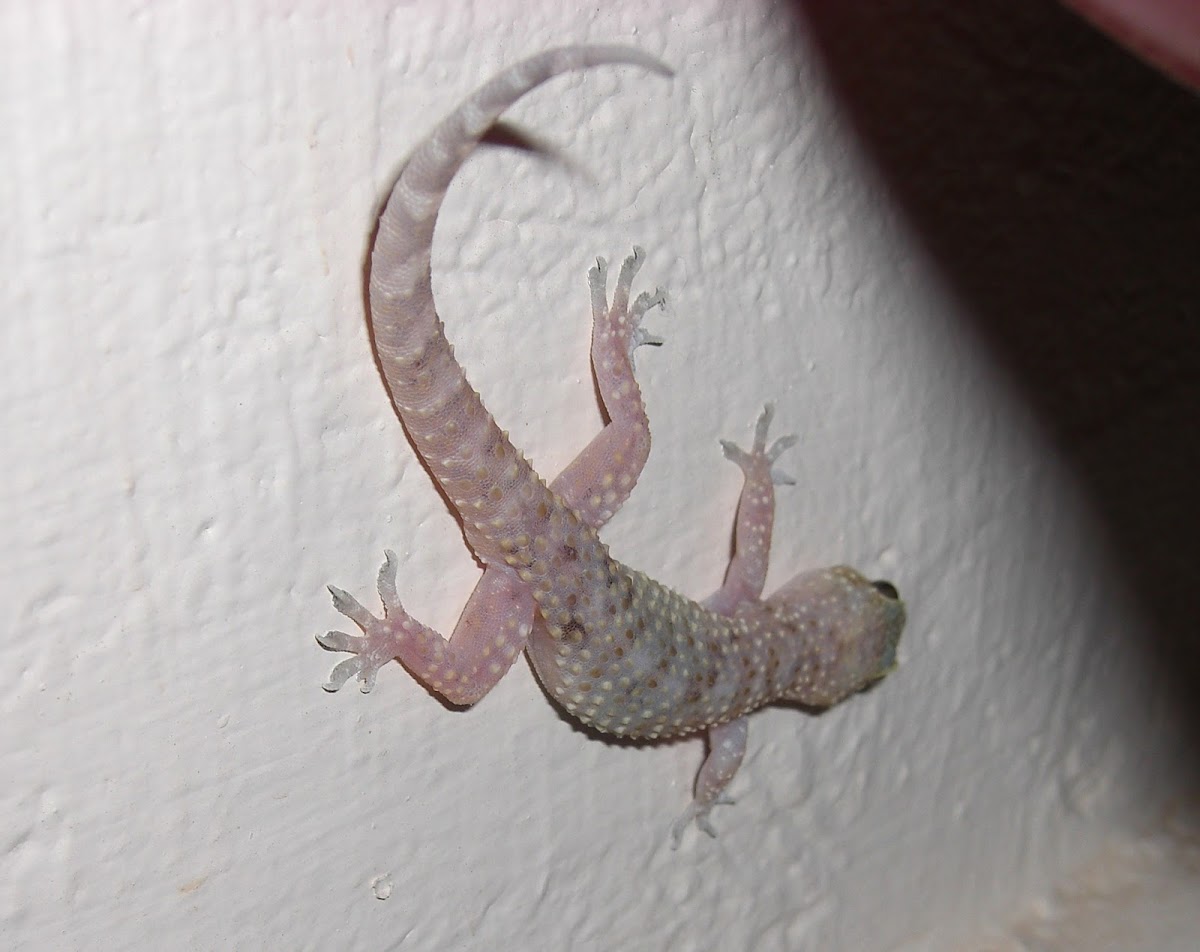 Mediterranean House Gecko