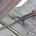 Five-lined Skink