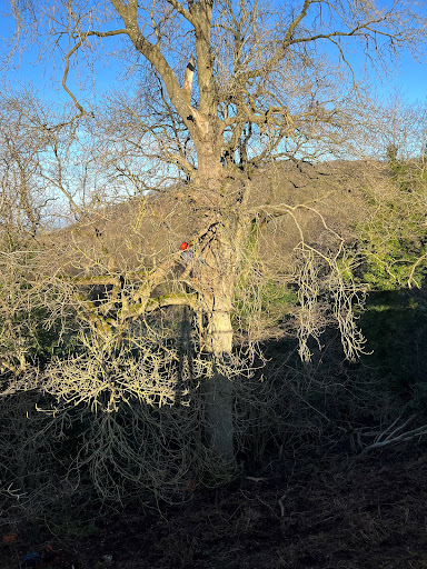  Tree surgery 