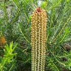 Heath-leaved Banksia