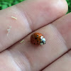 Multicolored Asian Lady Beetle