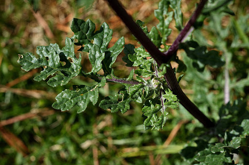 Senecio jacobaea