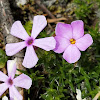 Spreading phlox