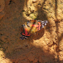 Vivid painted lady