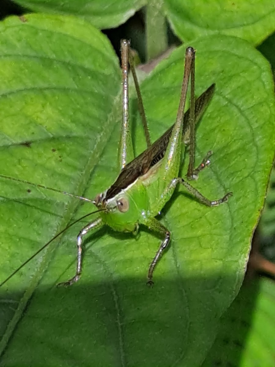 Katydid / grasshopper