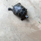 Eastern painted turtle