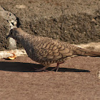 Mexican dove