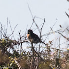 Stonechat