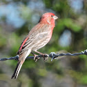 House Finch (male)