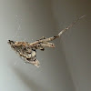 Hackled Orb Weaver