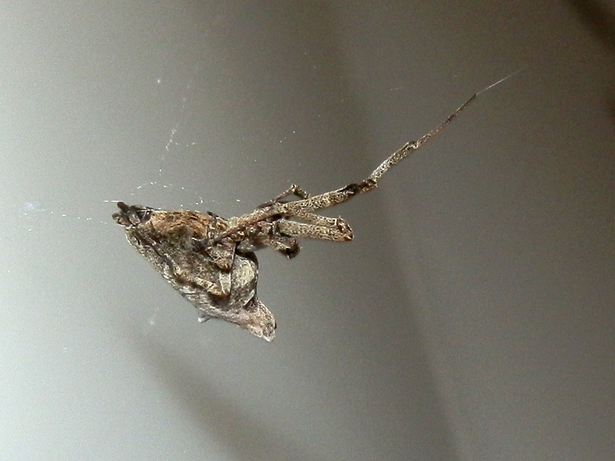 Hackled Orb Weaver