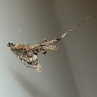 Hackled Orb Weaver