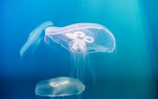 The Translucent Moon Jellyfish Preview 1