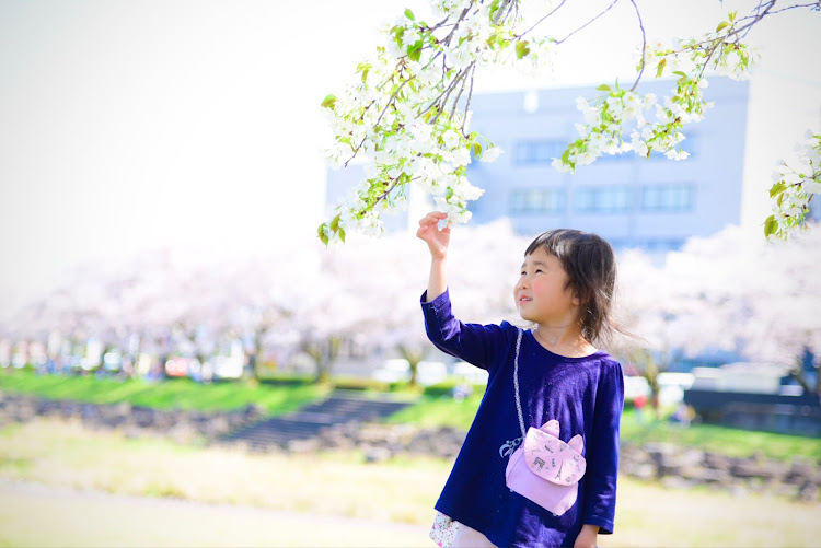 アルファードのPickUpチャレンジ・ピックアップに選ばれたい・桜コラボ🌸・生存報告・白目神は今日も元気ですに関するカスタム事例の投稿画像4枚目
