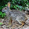 Swamp Rabbit