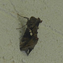 Soybean looper moth