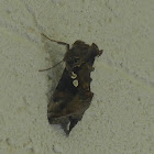 Soybean looper moth