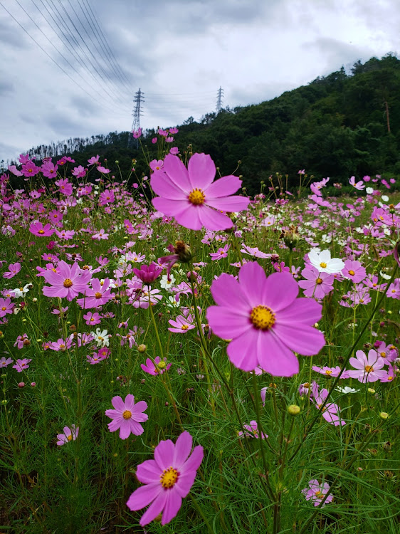 の投稿画像4枚目