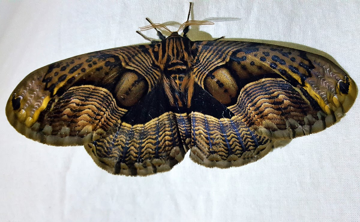 Grey Brahmid Moth