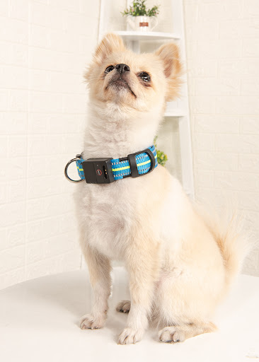 Title 2, Glowing dog collar for nighttime safety. Enhanc...
