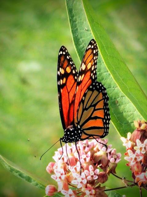 Monarch butterfly