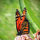 Monarch butterfly